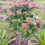 Viburnum Tinus - Folhado