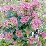 Viburnum Tinus - Folhado