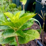 Hortensia Macrophylla Teller Blue lote de 20 estacas enraizadas