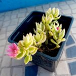 Aptenia Cordifolia Rosinha de Sol