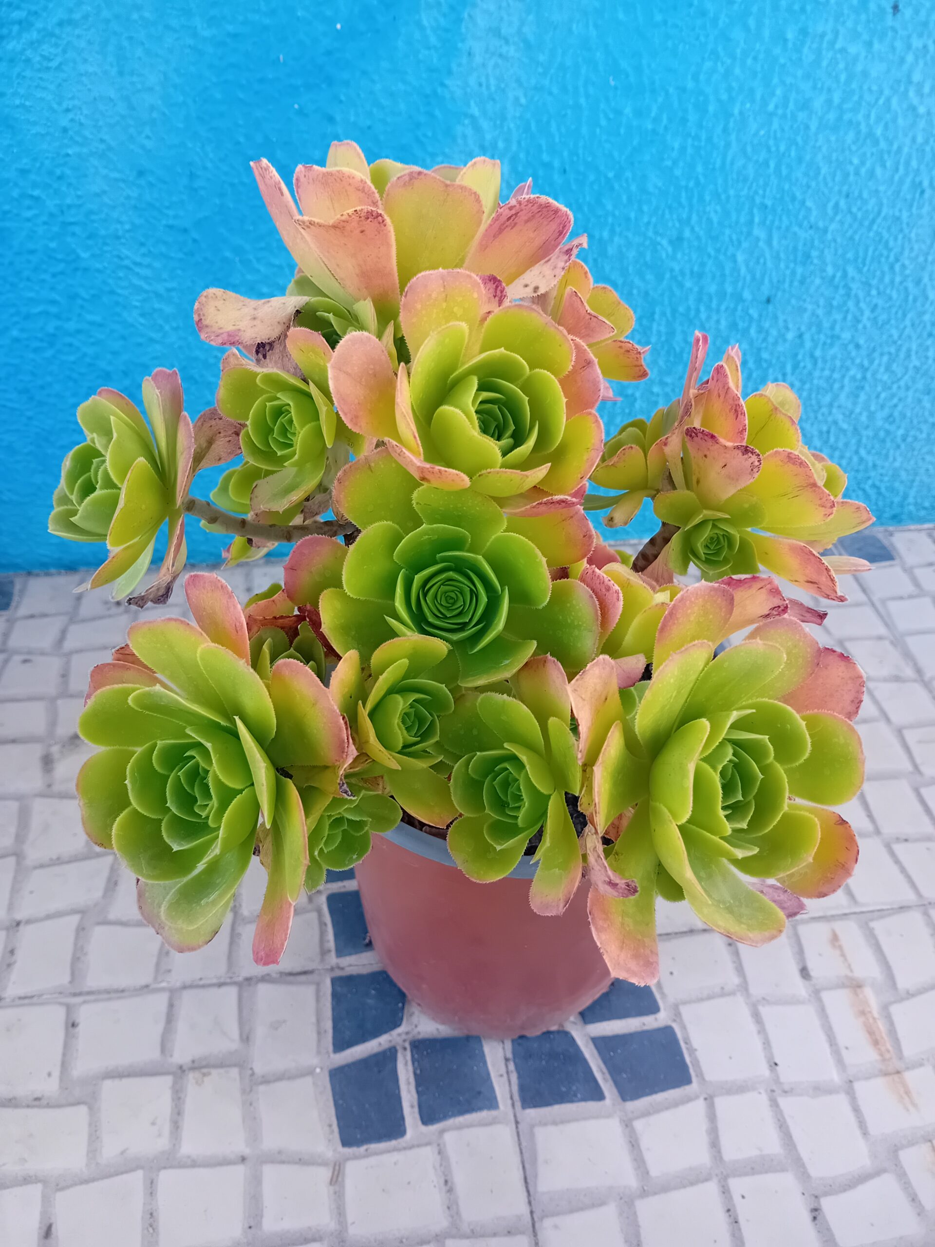 Aeonium arboreum Aeonium arboreum