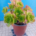 Aeonium arboreum
