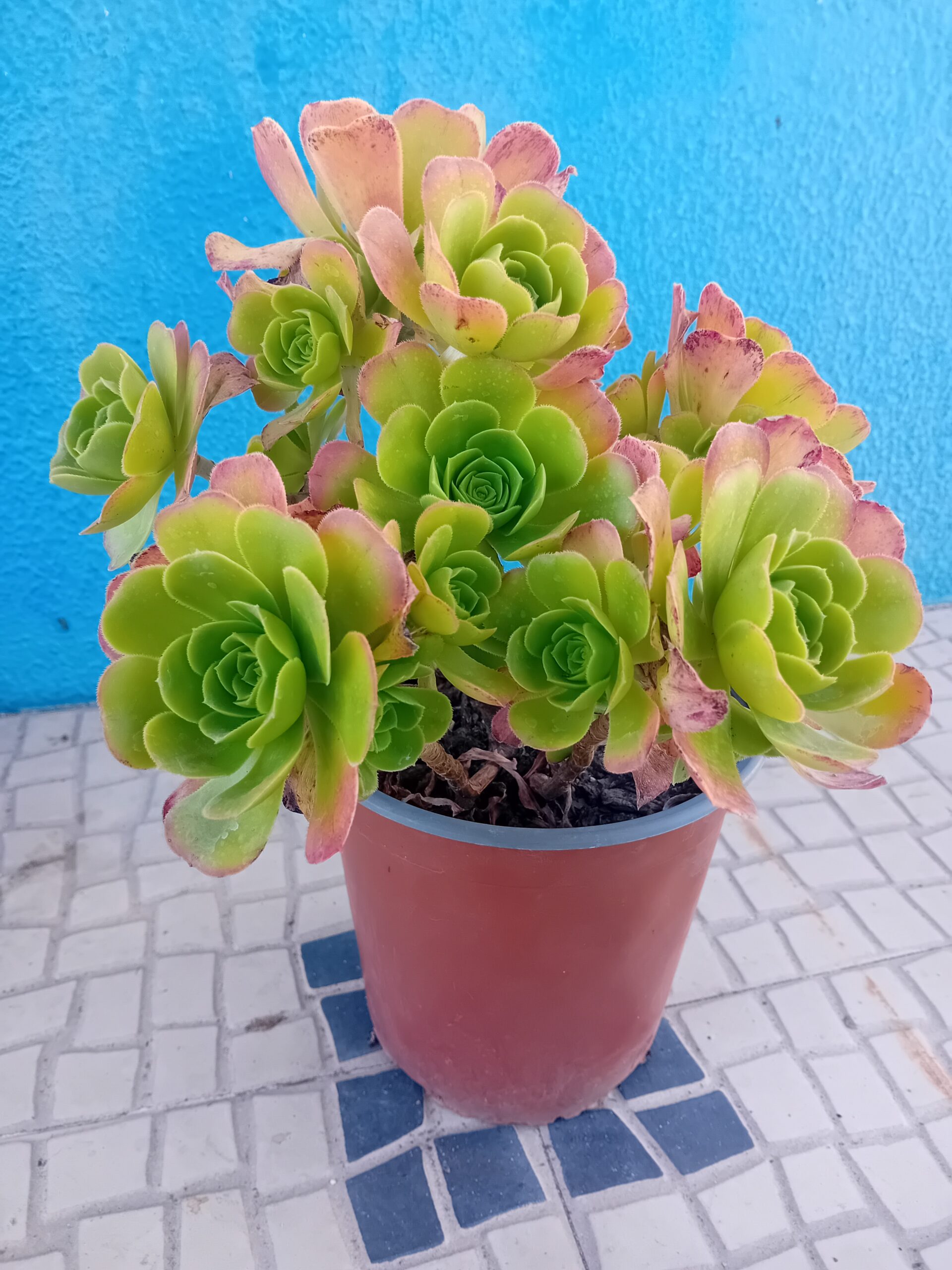 Aeonium arboreum Aeonium arboreum